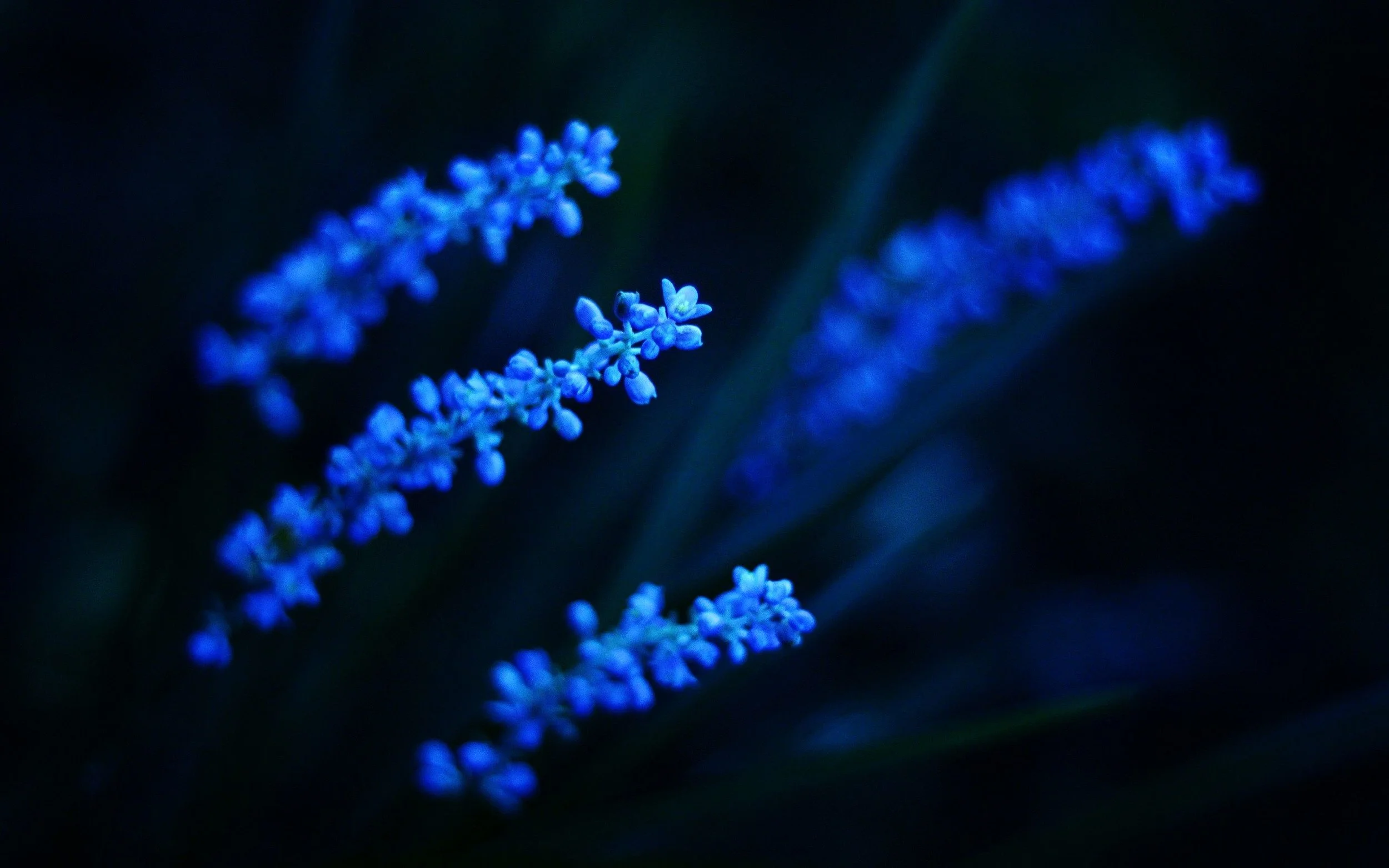 Dark-Blue-Flower-Wallpaper.jpg