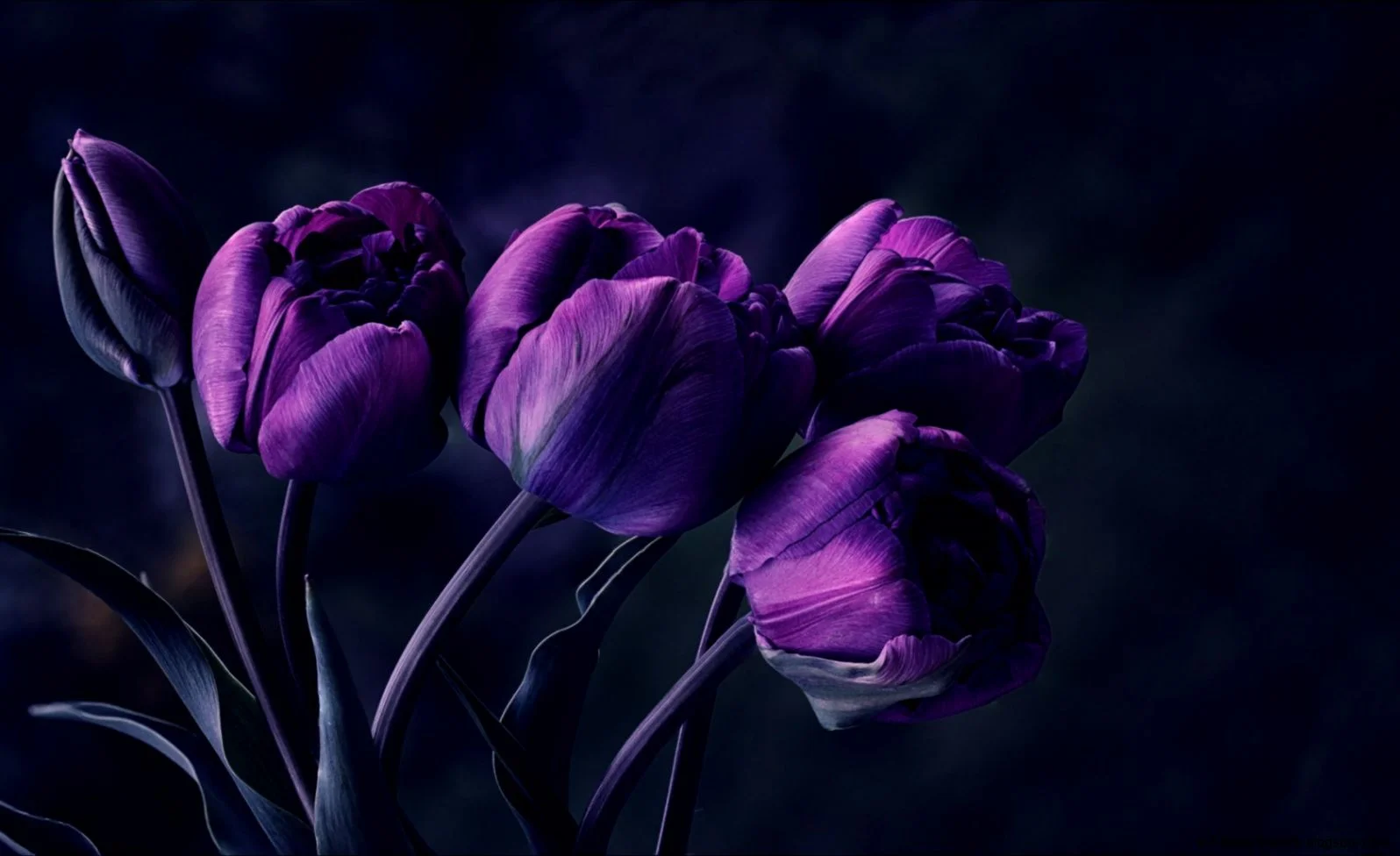 little-bloom-flower-dark-revival-on-black-background.jpg