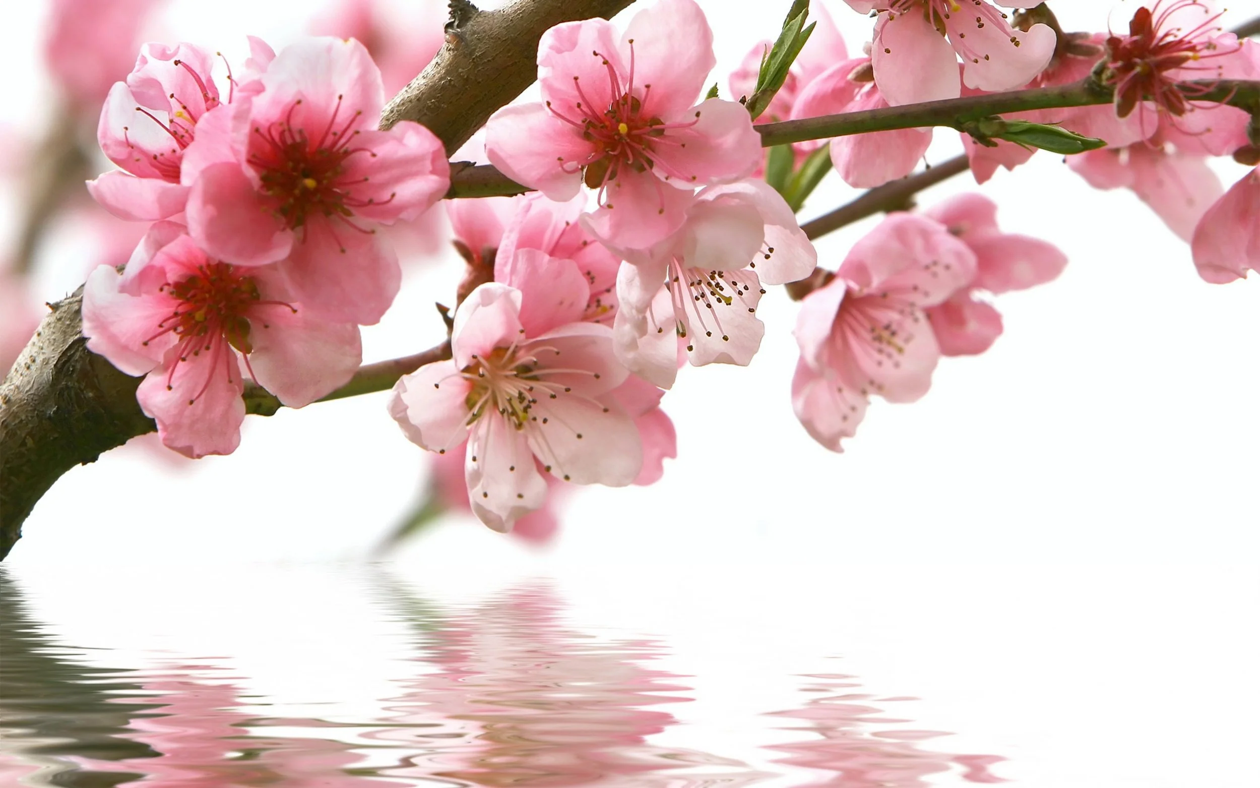peach-spring-flowers-wallpaper.jpeg
