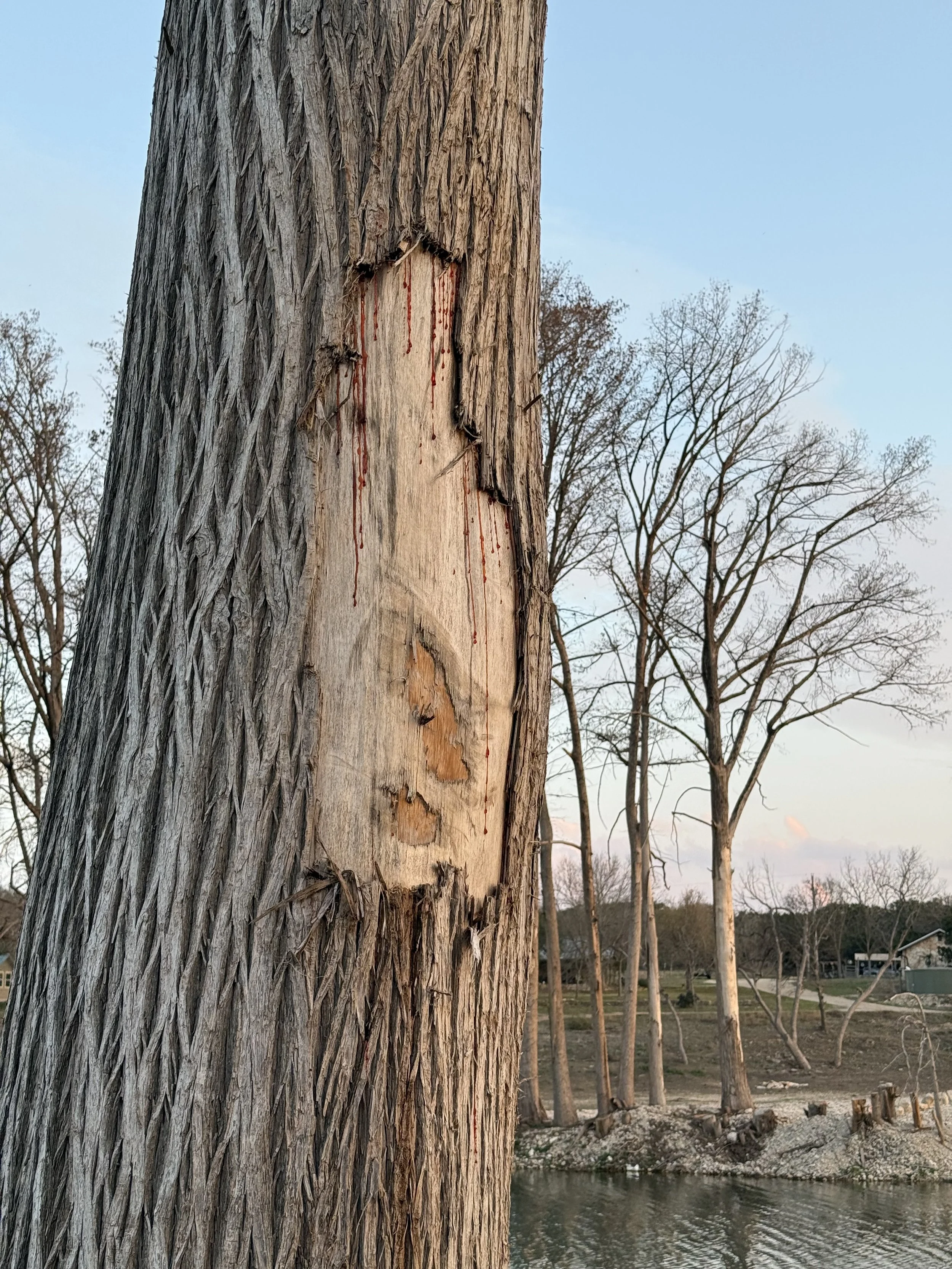 Bleeding cypress tree, Ingram, TX, March 2026