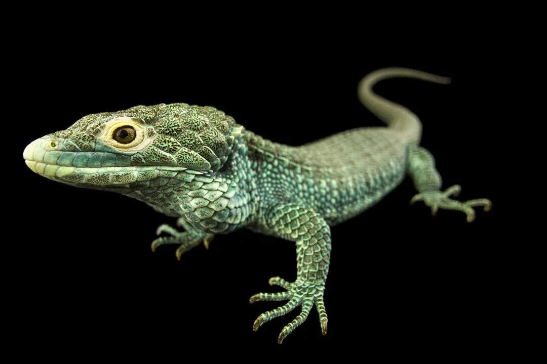 Endangered Colour 720p.mov