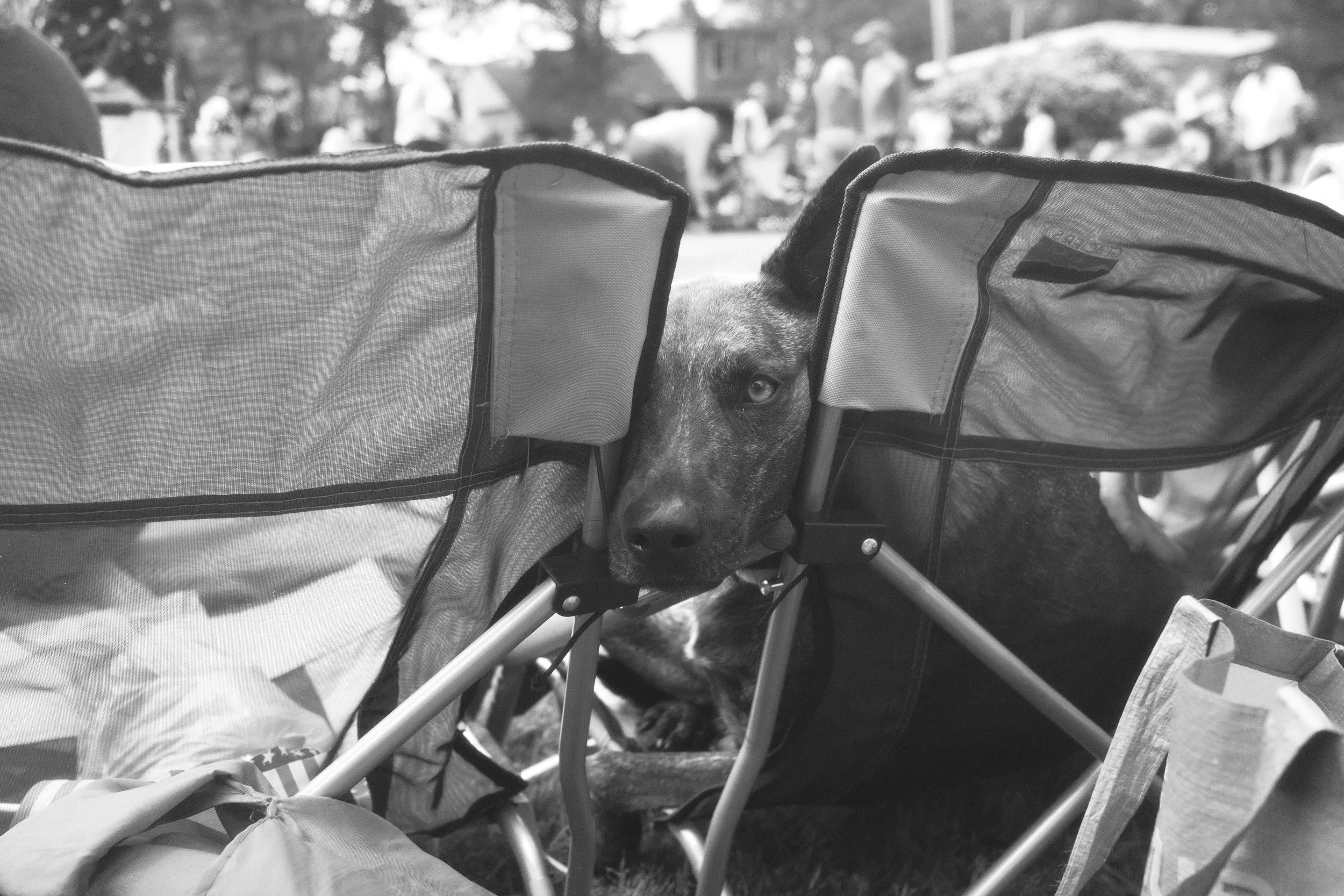 dog.jpeg