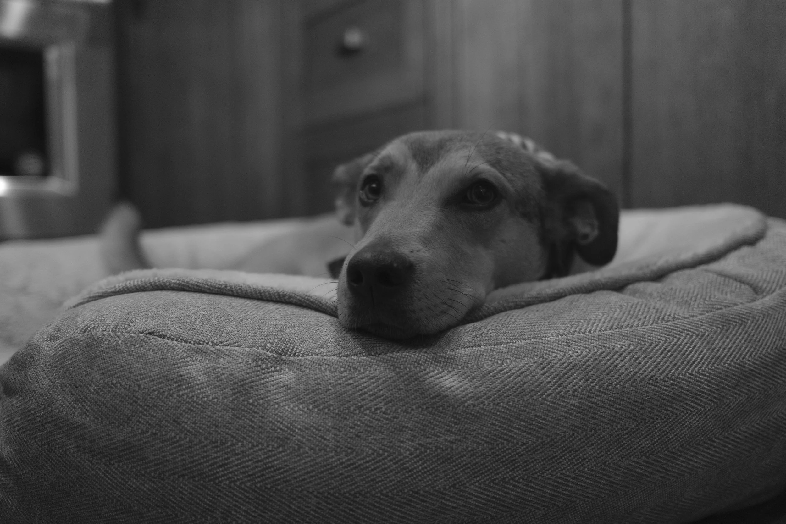 maddie.jpeg