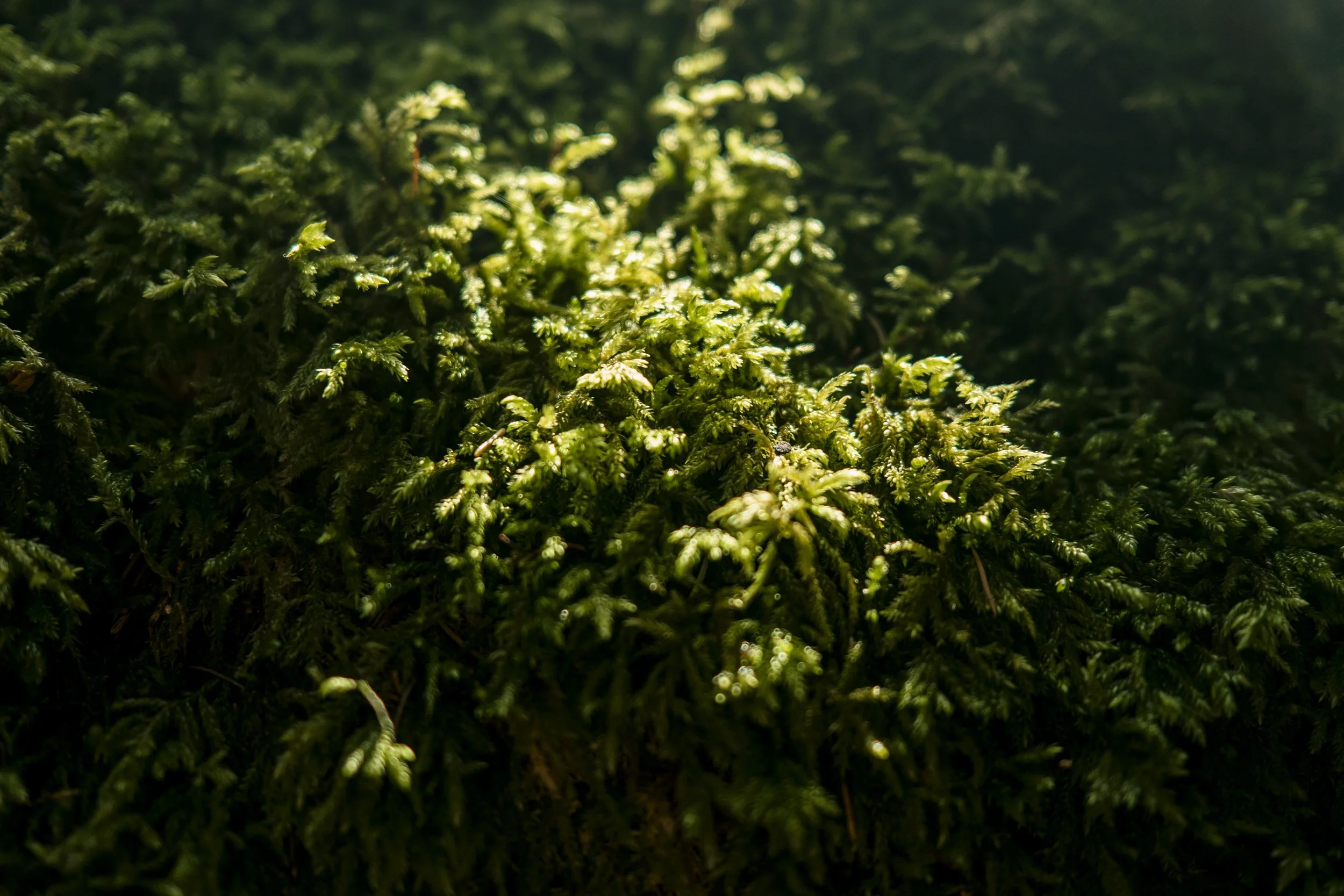 _DSF3489.jpg