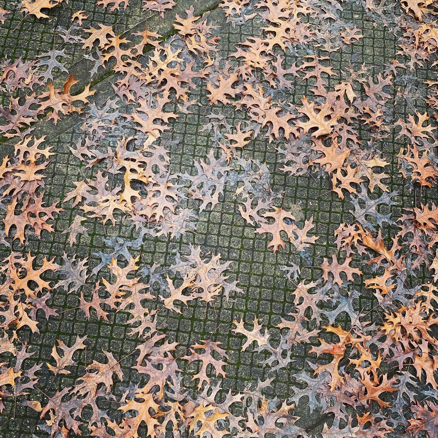 January #texture.
&bull;
#leaves #sidewalk #walkoftheday #lookdown