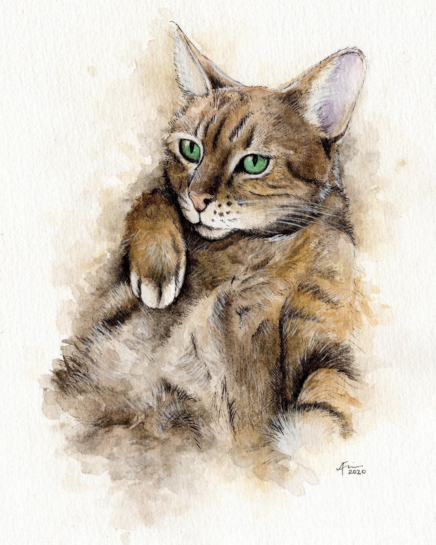 Another #petportrait for friends: Stella, in ink, watercolor, and acrylic.
&bull;
[always taking commissions!]
&bull;
#illustration #drawing #petportraits #cat #cattitude #fluffybelly