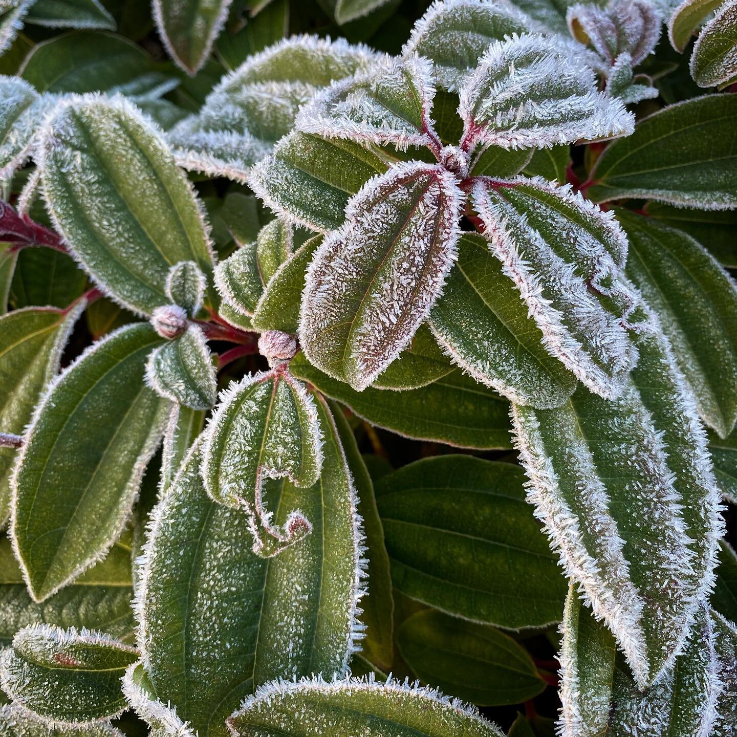 A frosty morning means I can&rsquo;t resist stopping every few feet on my walk to take pictures of plants.
&bull;
&bull;
&bull;
#latergram #frost #icecrystals #pnwonderland #december