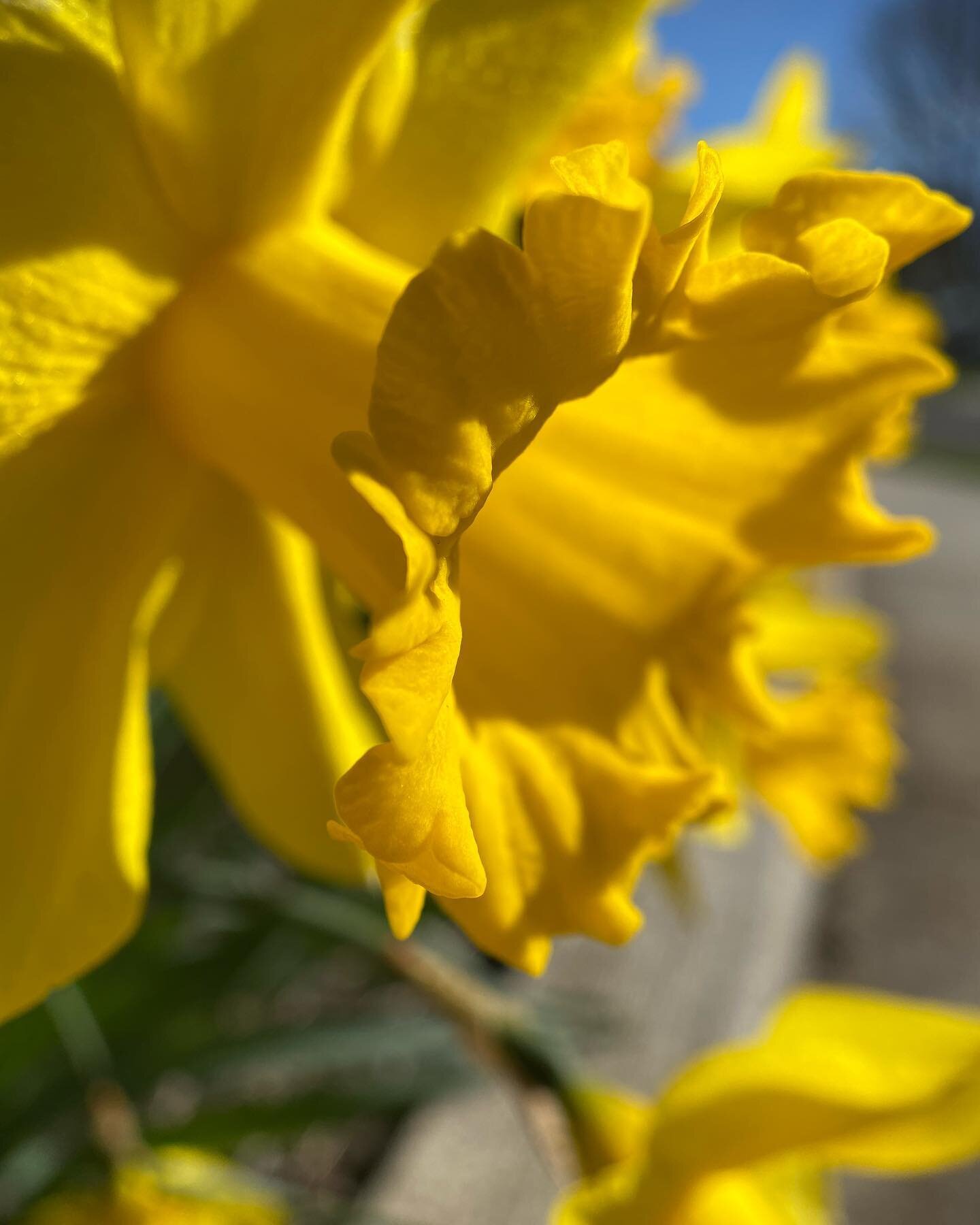 To fuel my mild mania for sticking my camera all up in plants&rsquo; businesses, @mrjonathanpotter and I invested in a #macrolens for our phones, and I took it for a spin today!
&bull;
@siruiusa #macrophotography #siruimacrolens #flowers #flowerphoto