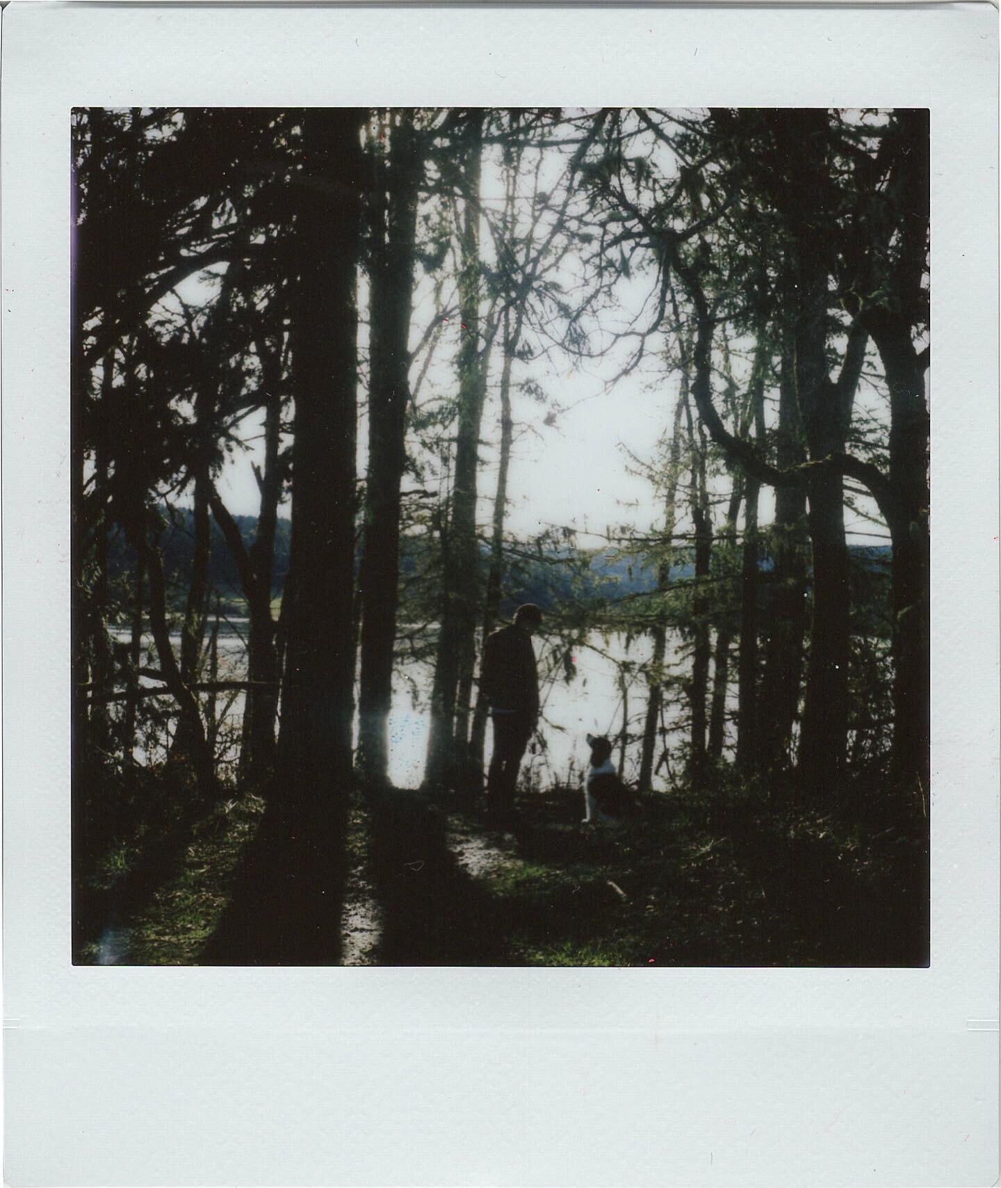 Catching up on some drawing and felting projects, but in the meantime: here are some more recent #Instax, from last week&rsquo;s visit to #HaggLake.
&bull;
#LomoSquare @lomography #Lomography #FujiInstax #Instax #InstaxSquare #pnwonderland