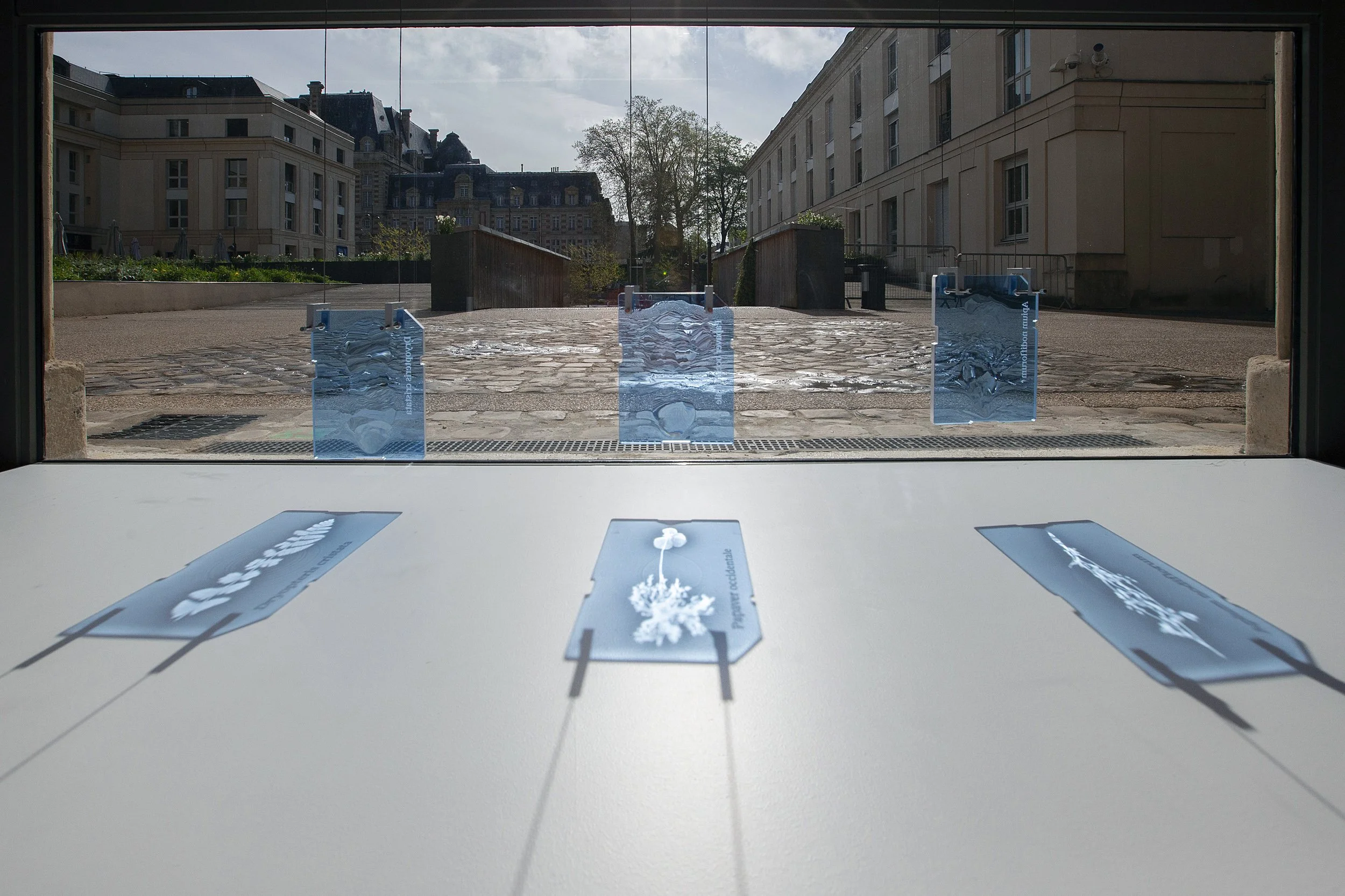 Endangered Herbarium