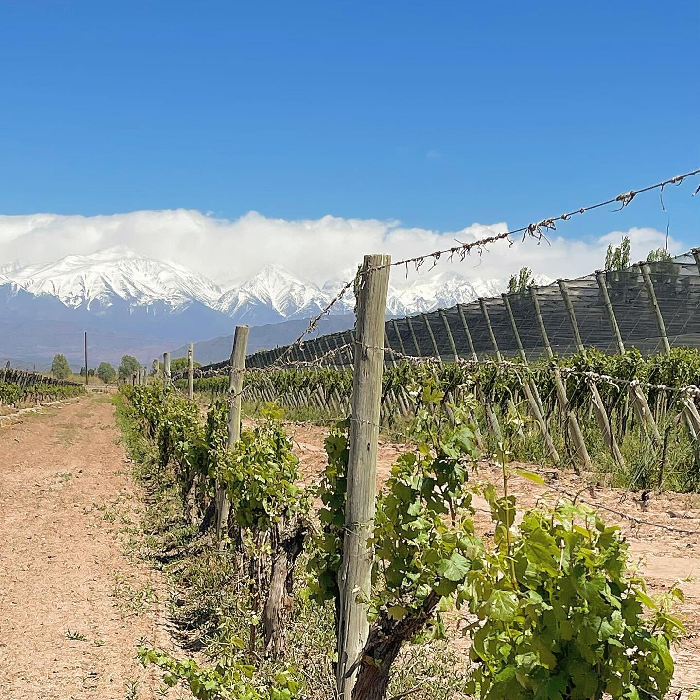 Sur les chemins du #Malbec dans la plaine de #Mendoza, au pied des #Andes ! 
Un aventure &agrave; d&eacute;couvrir au @comptoirgourmet 
#argentina #wine #andesmountains #alegria