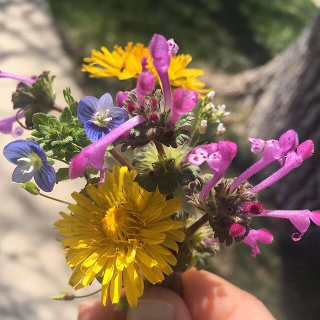 My beautiful love @ghostlichen brought me this weed bouquet and it brought light into my day

#love #weedbouquet #bouquet #socialdistancing2020 #flowers #sadness  #ghostlichen