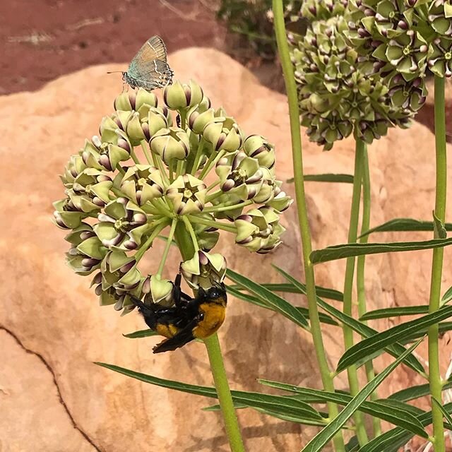 The Bumblebee and the moth
-
-
-
#moth #bumblebee #utah #onioncreek #moab #castlerock #walksinthedesert