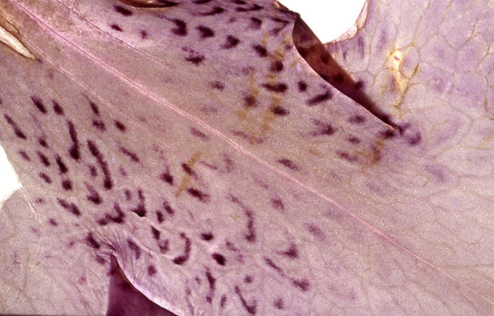 lily-khyber.jpg