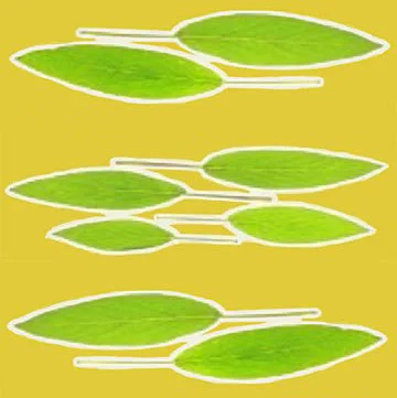 free-sage-thumbnail-square.jpg