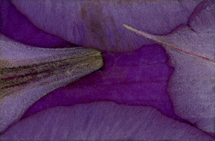 edna-clematis-298-side-web.jpg