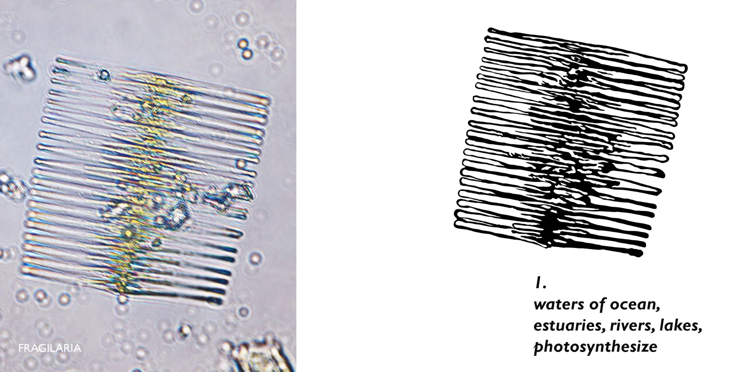 01-FRAGILARIA-HAIKU-ICON-WEB.jpg