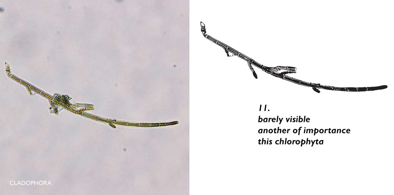 11-CLADOPHORA-HAIKU-ICON-WEB.jpg