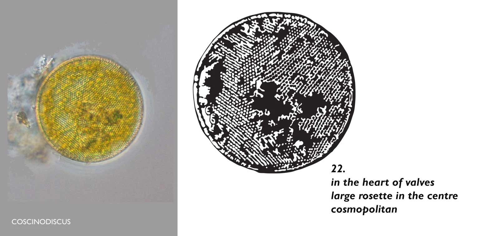 22-Coscinodiscus-HAIKU-ICON-WEB.jpg
