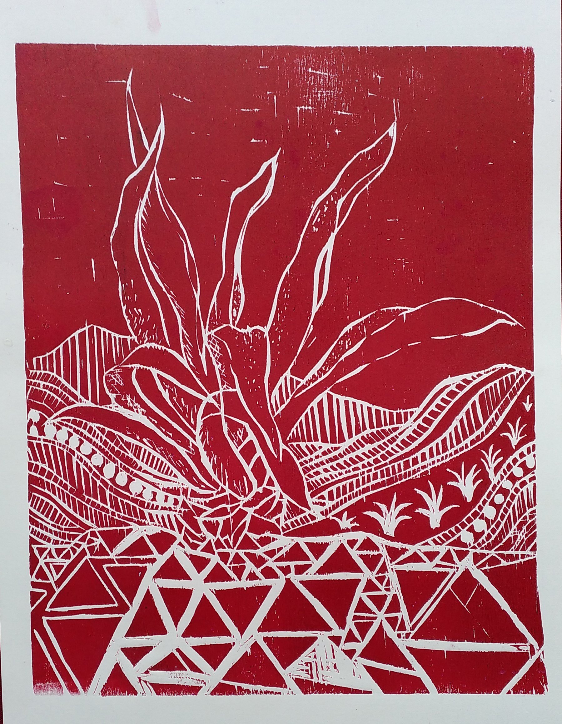 Agave agave