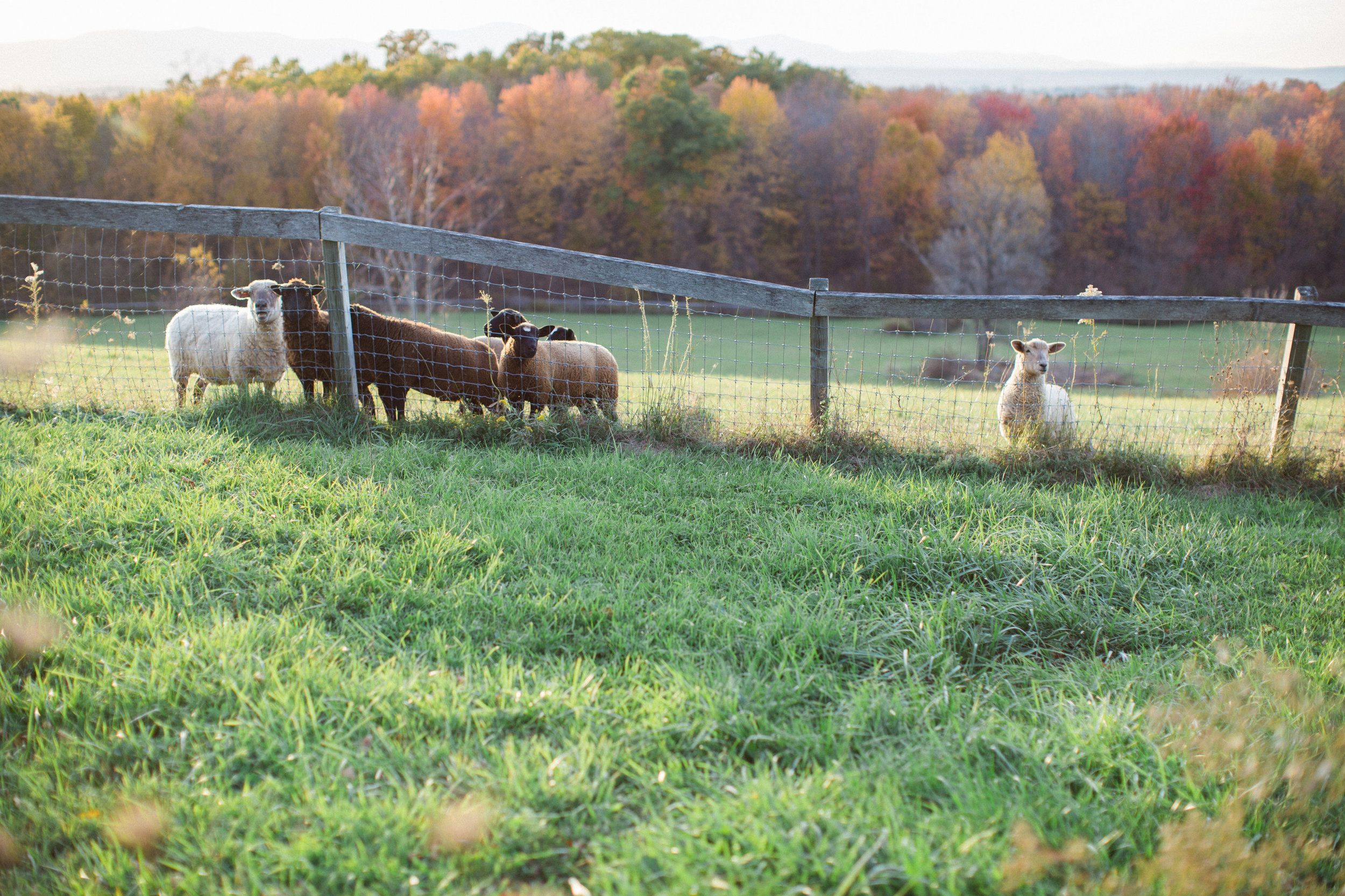 The BARN at Liberty Farms