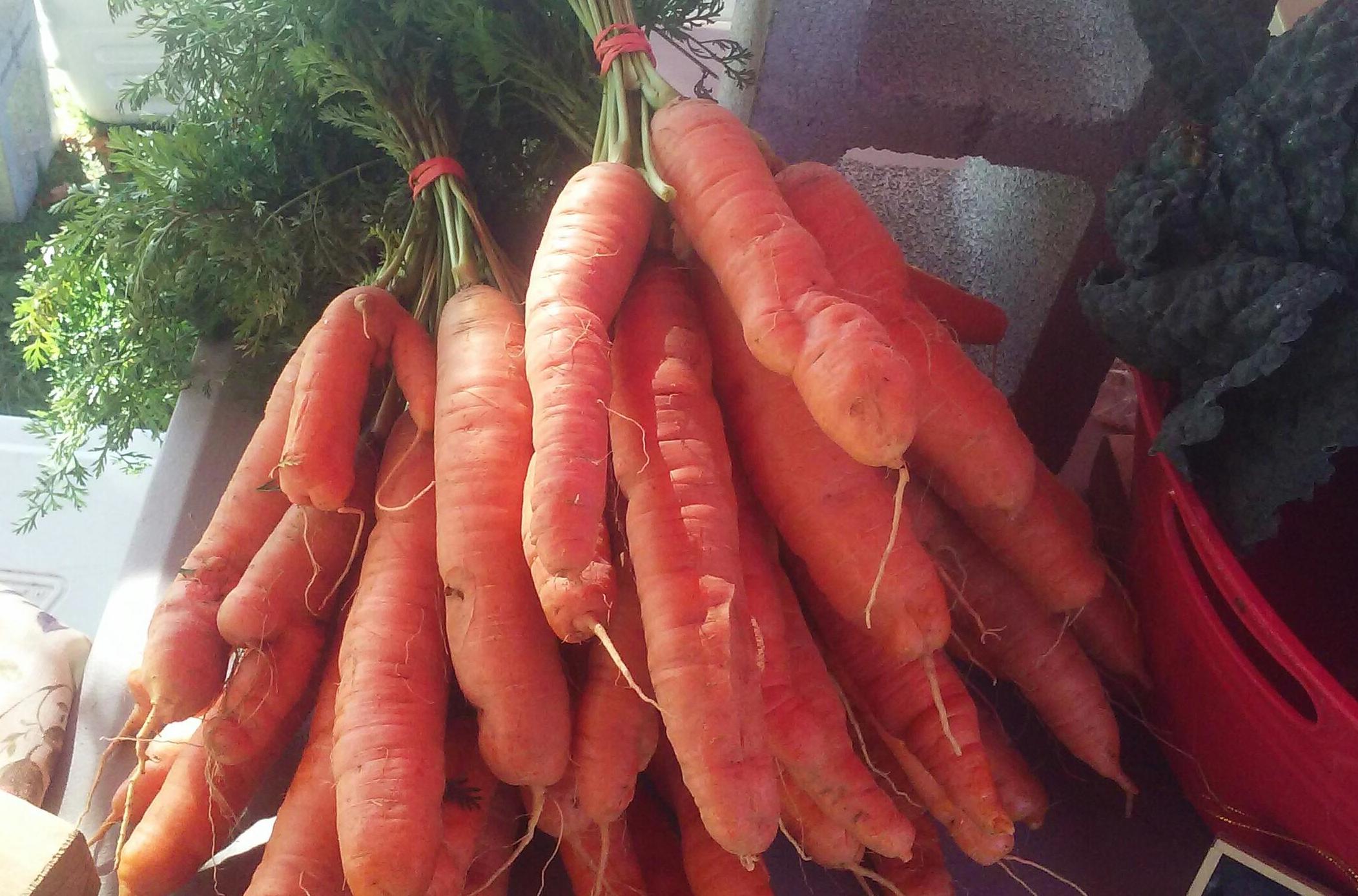 Organic Carrots at Liberty Farms.jpg