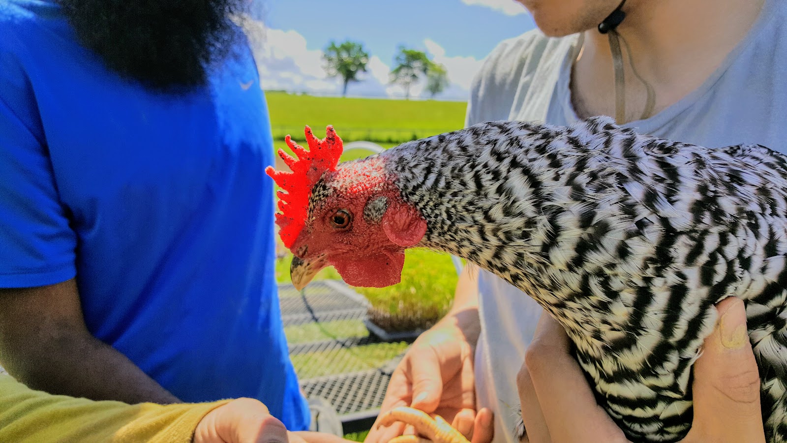 Liberty Farms chickens