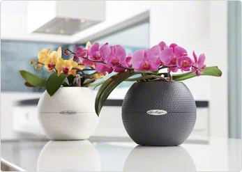 Puro pots - perfect for orchids or houseplants