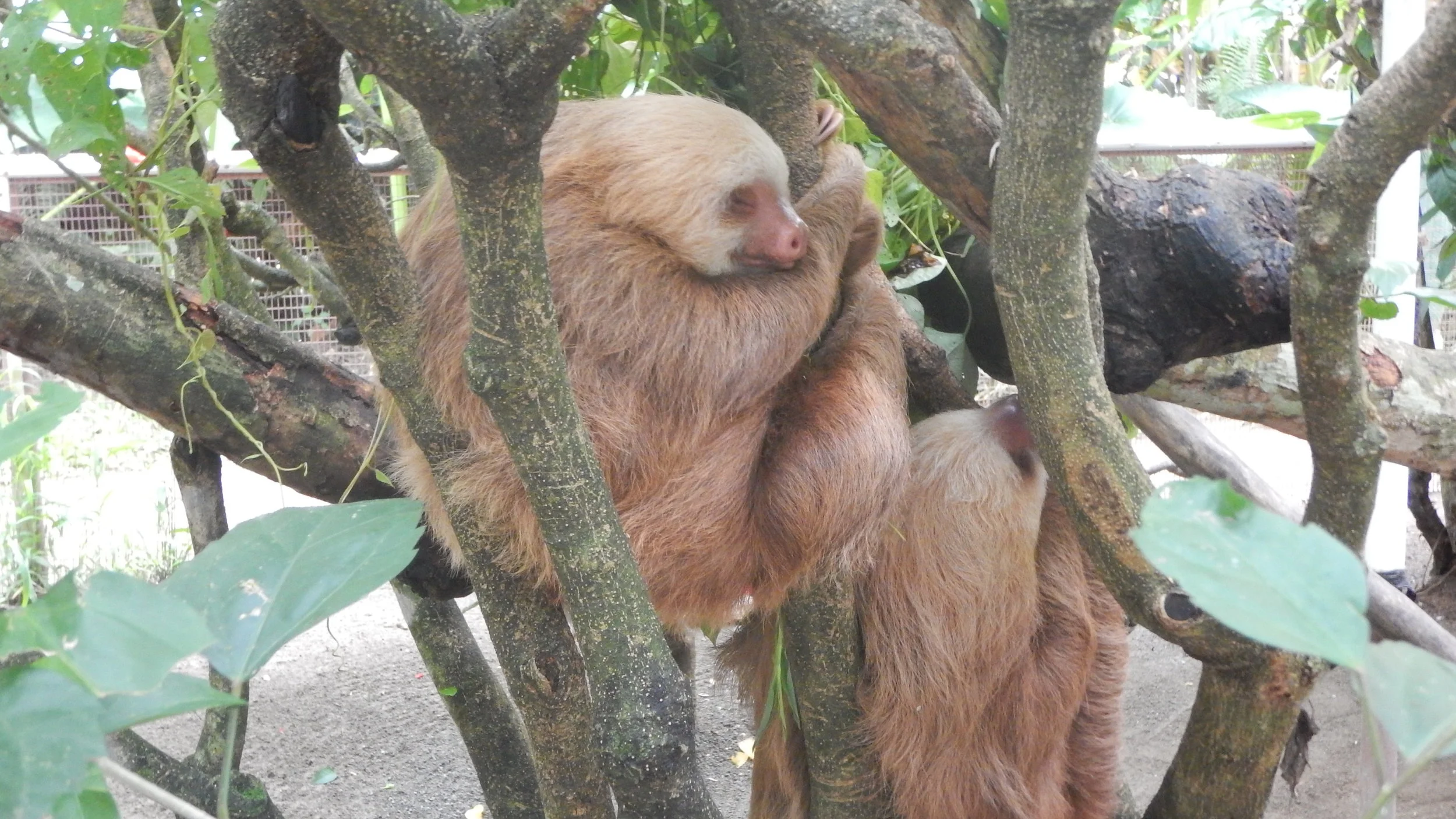 sloth.JPG