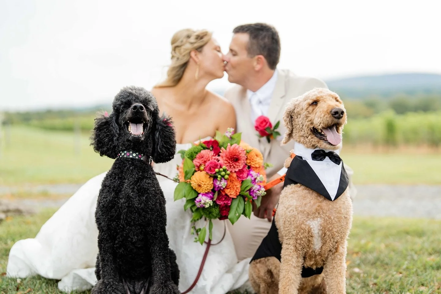 When you each bring your dog to your wedding 😆Congratulations to Lauren &amp; Joe!!
.
.
.
.
.
#justmarrıed #purcellvilleva #virginiawedding #virginiaphotographer #sonyphotographer #sonyportraits #lightandairyphotography #doodle #poodlesofinstagram #