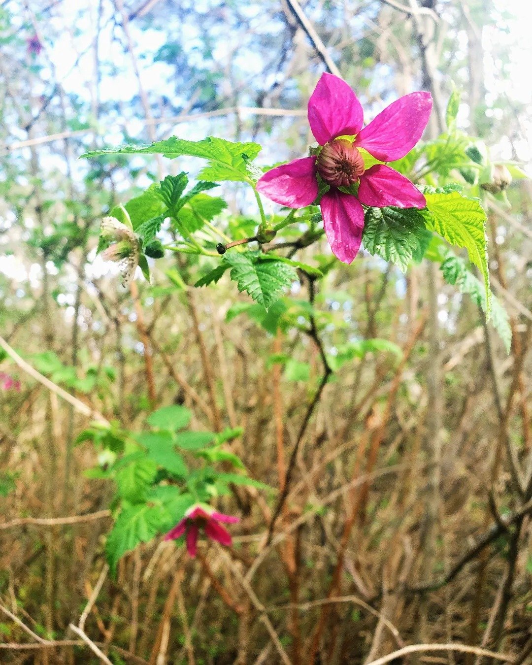 Signs of spring. #salmonberry 🌸