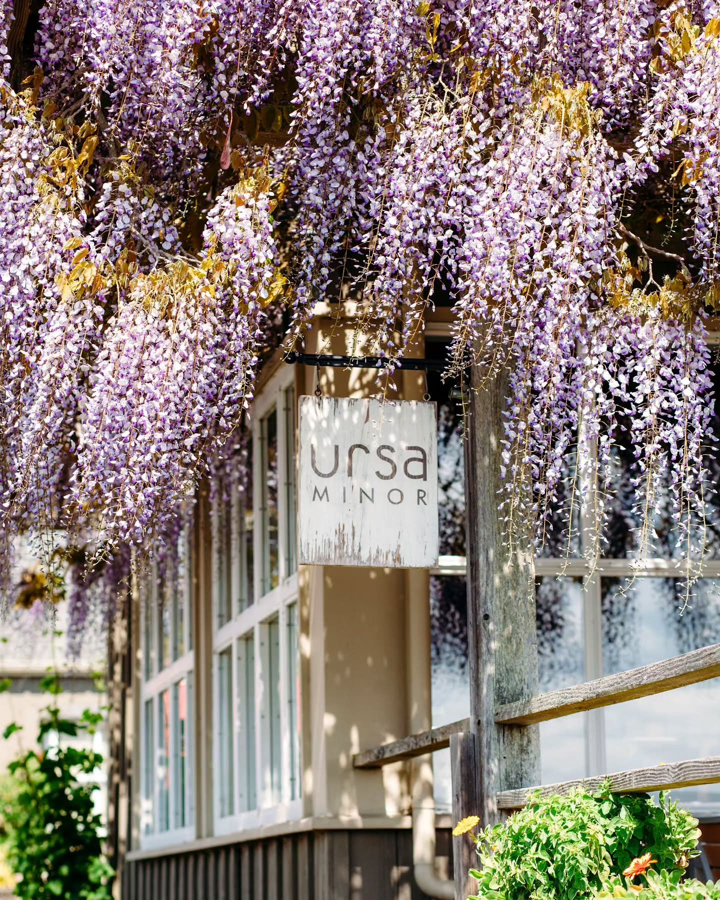 The island is rich with the scent of flowers. From the wild nootka roses and lupine that line the winding roads to the magical wisteria that frames our restaurant. Don't forget to get out and smell the flowers! The whole island is in bloom right now.