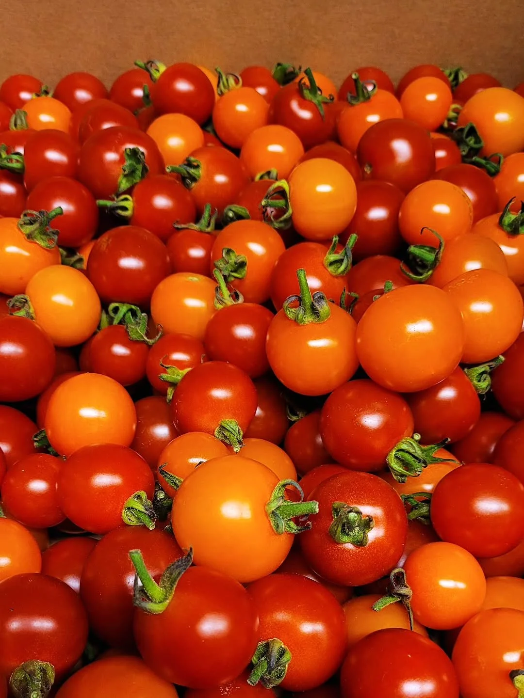 Gorgeous cherry tomatoes from @goosefootproduce. 😍

These beauties will be going on our heirloom tomato dish and garnishing the Tom Water Martini. 🍅🍸