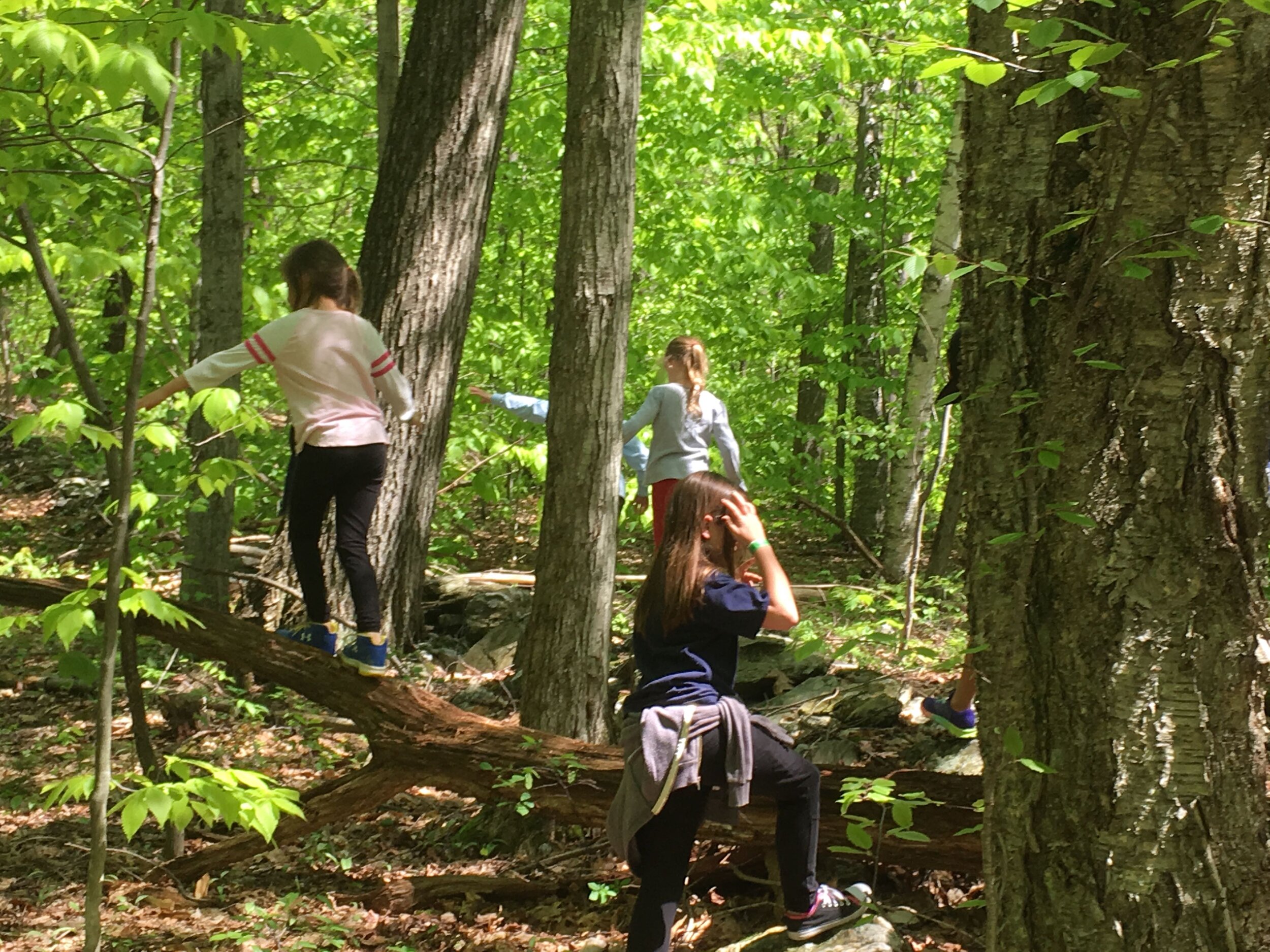 2018-05-23 exploring the forest IMG_0796.jpg