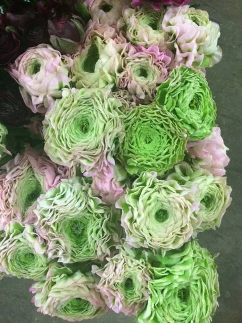 03-ranunculus imported march.jpg
