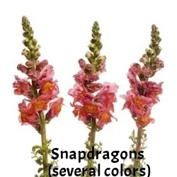 05-Orange_Snapdragon_Flower_250.jpg