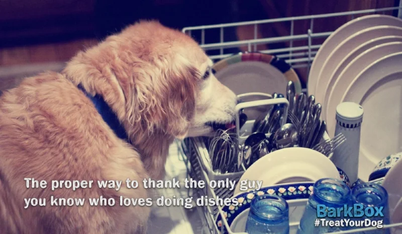 barkbox new 6.jpg