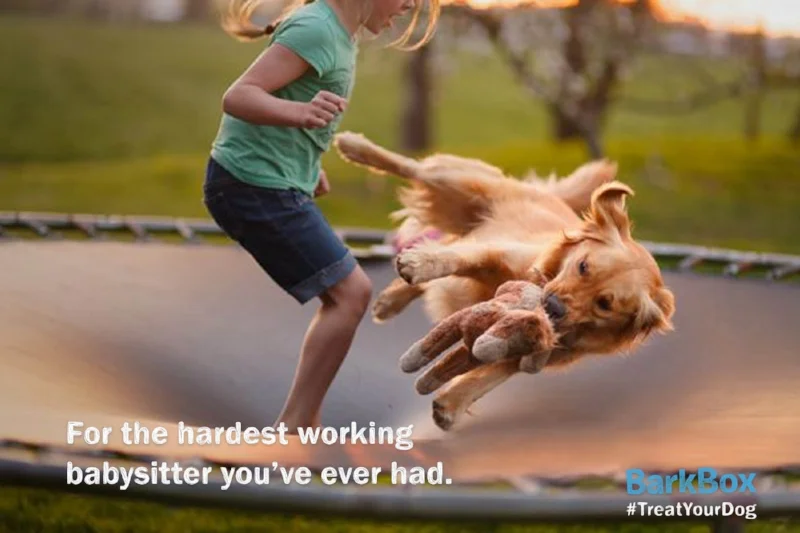 barkbox new 7.jpg