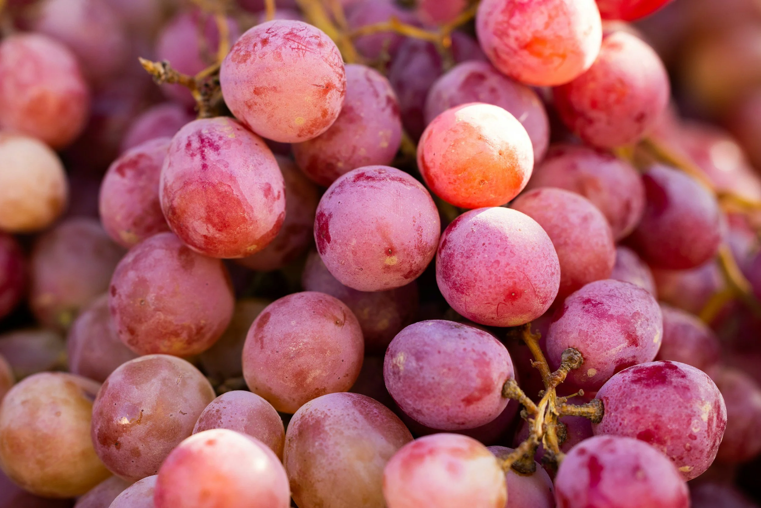 Viande et nutrition : protéines, fer et équilibre digestif