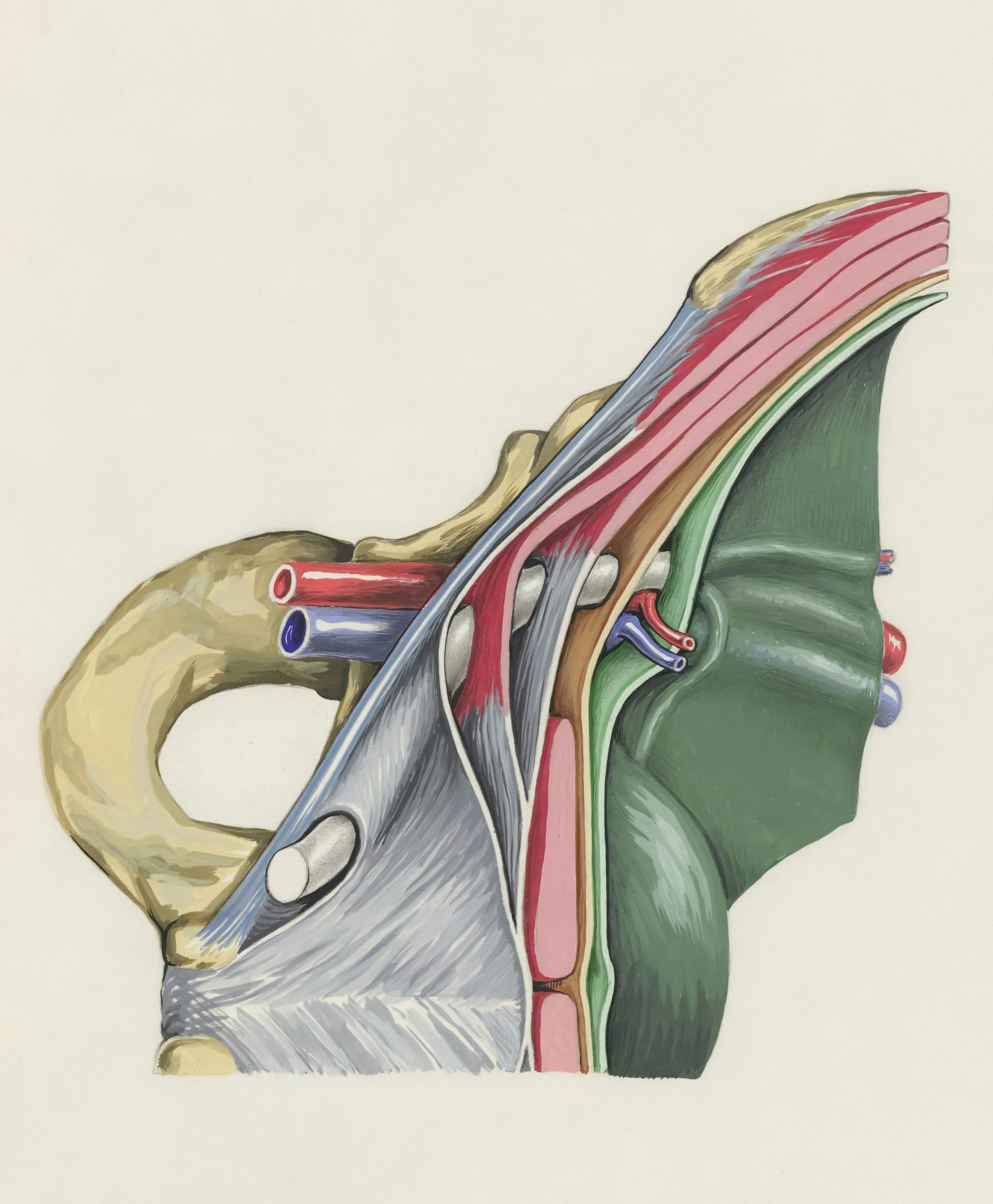 Fluctuations hormonales, tendons et ligaments : comprendre l’influence endocrinienne sur les douleurs articulaires