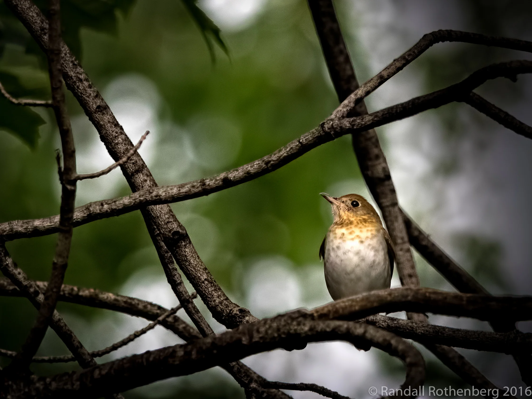 Veery