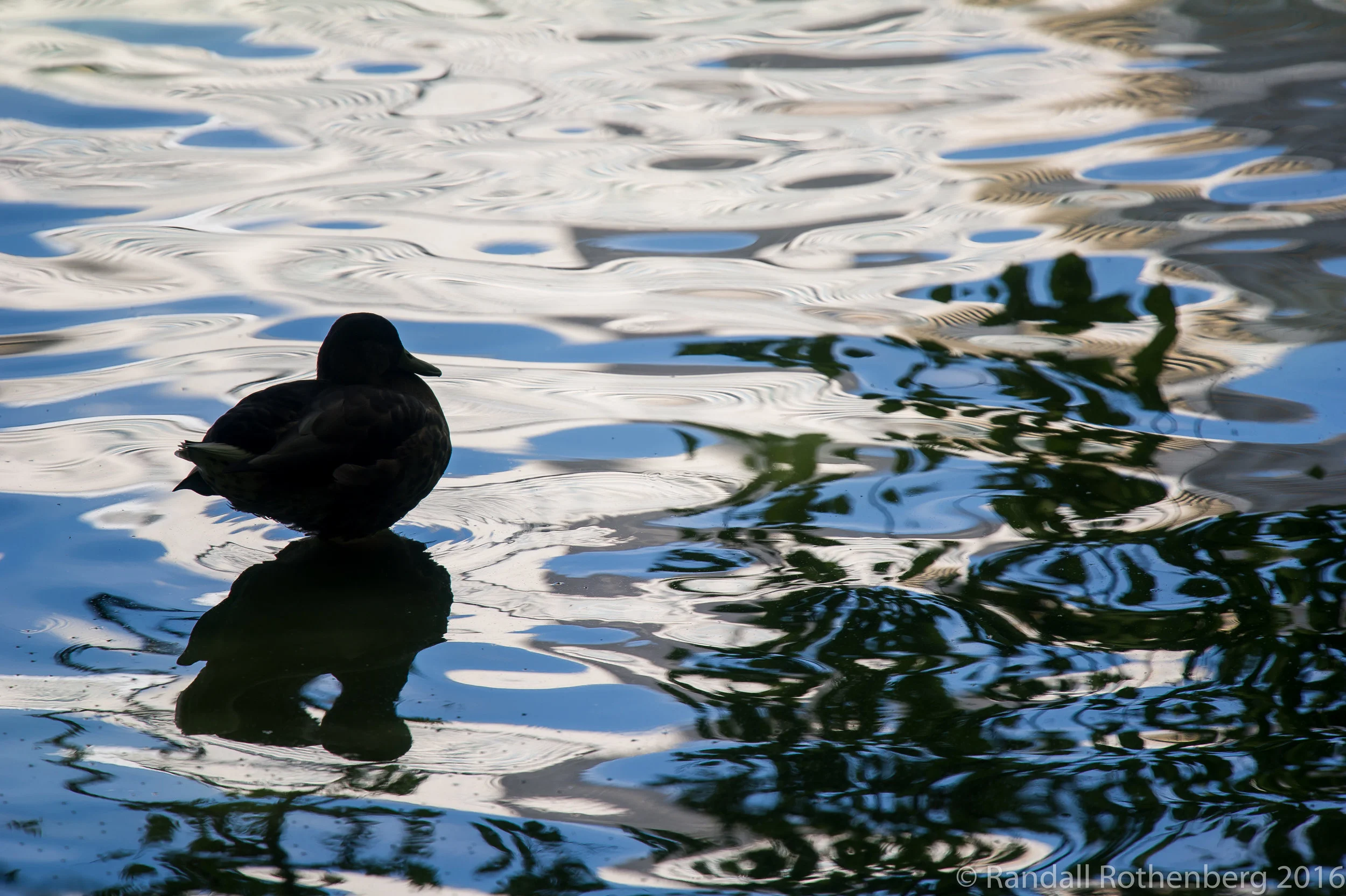 Mallard Duck