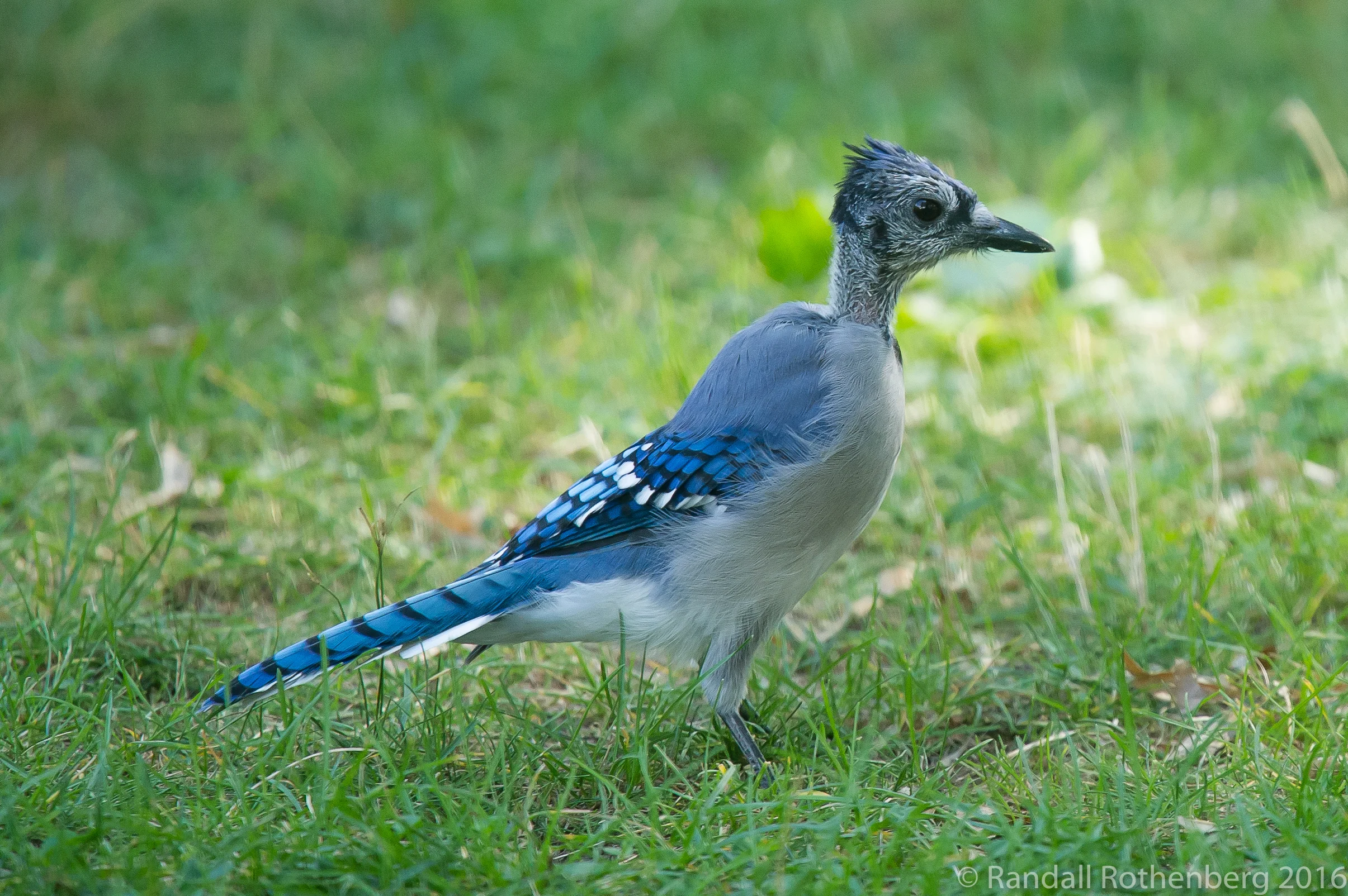 Blue Jay