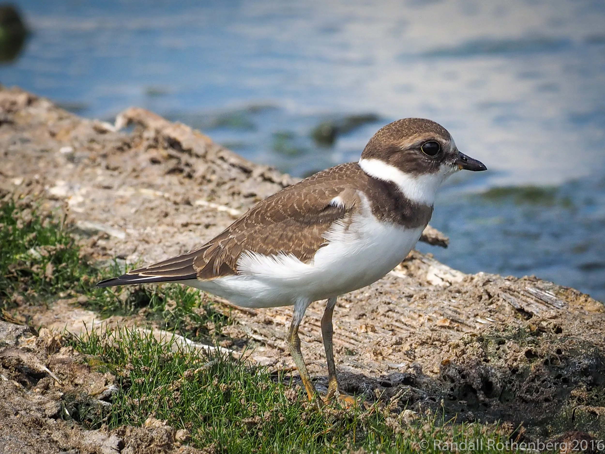 Semipalmated Plover