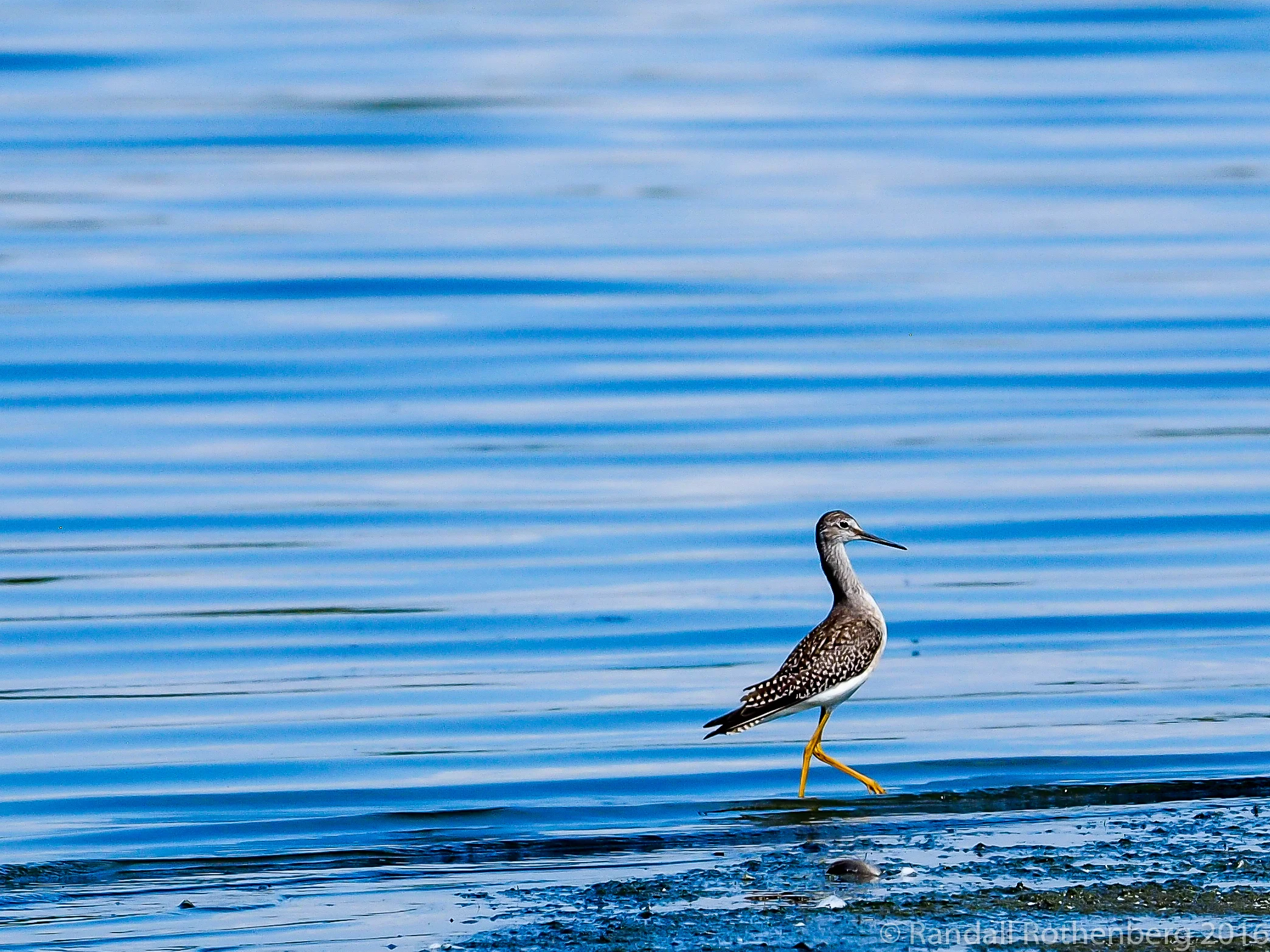 Lesser Yellowlegs