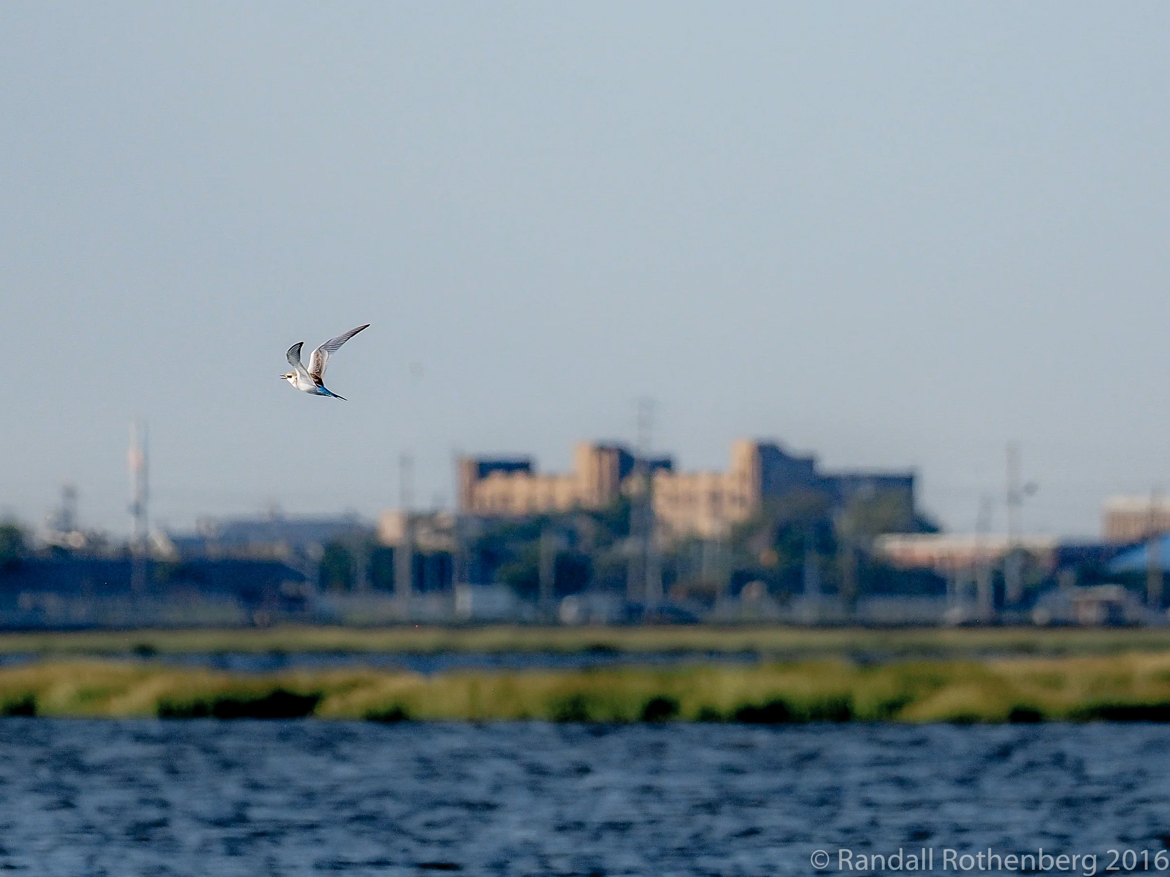 Herring Gull