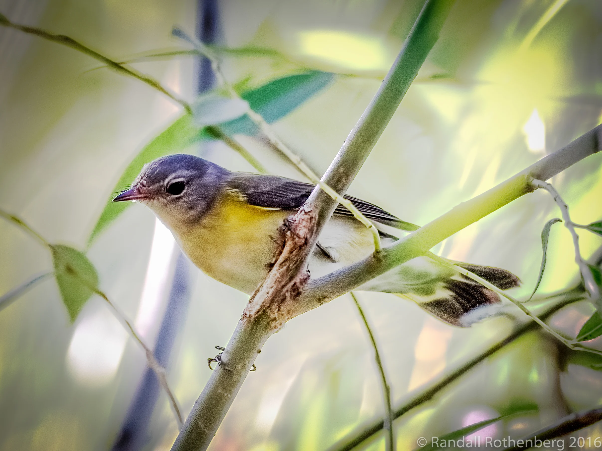 Canada Warbler