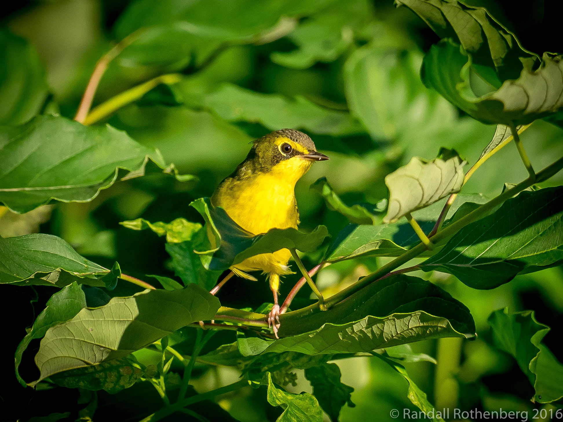 Kentucky Warbler