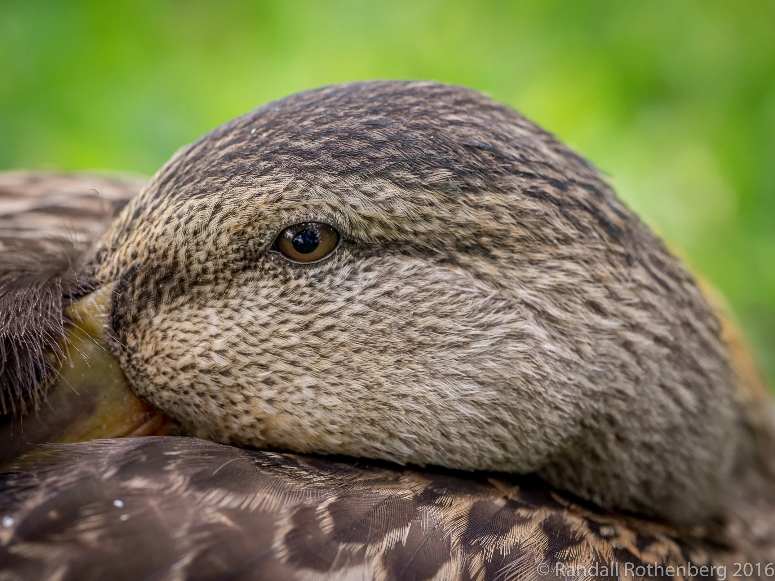 Mallard Duck (female)