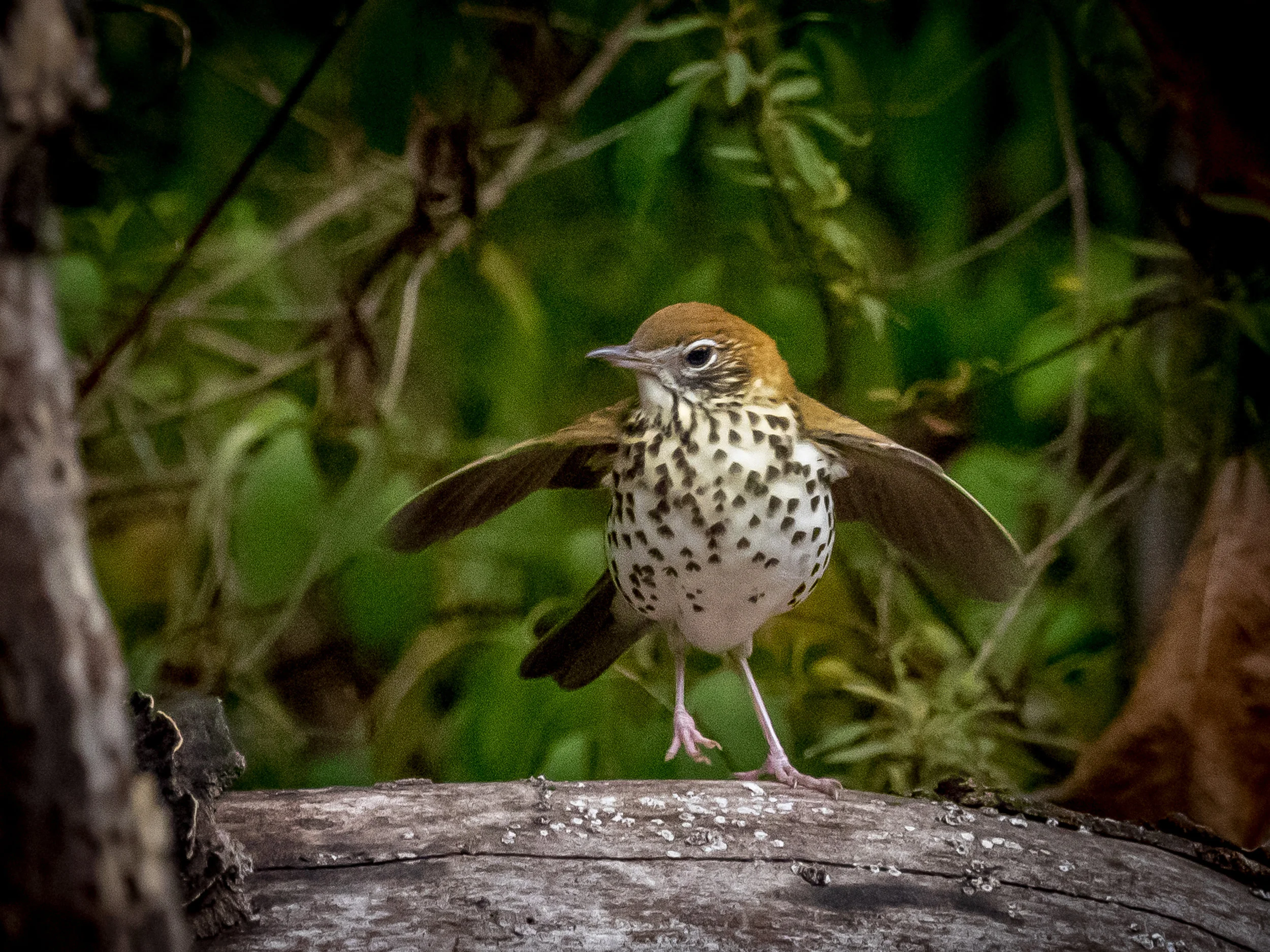 Hermit Thrush